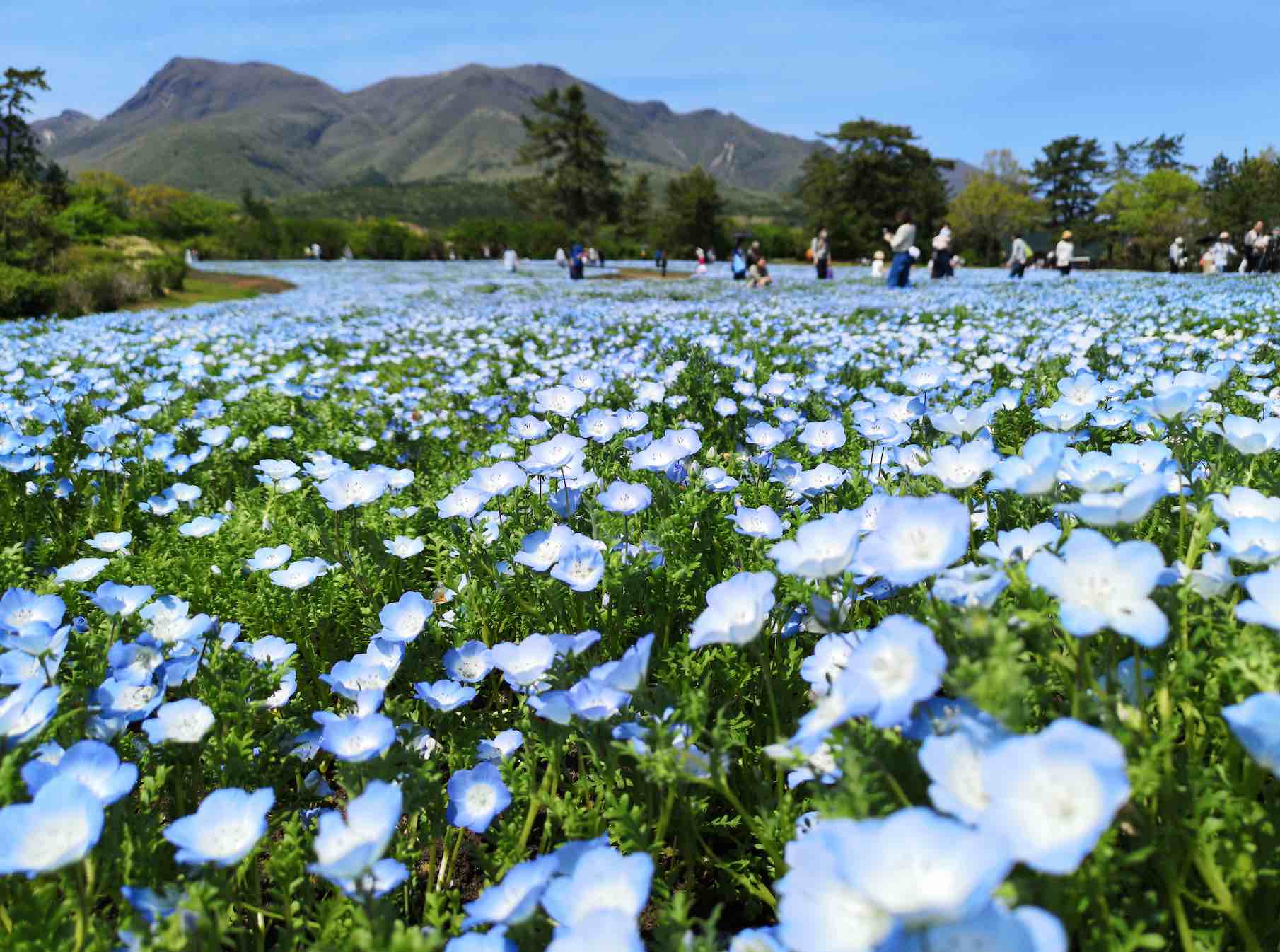 夢幻湛藍花海 日本5大觀賞粉蝶花勝地 隨手拍出浪漫景致
